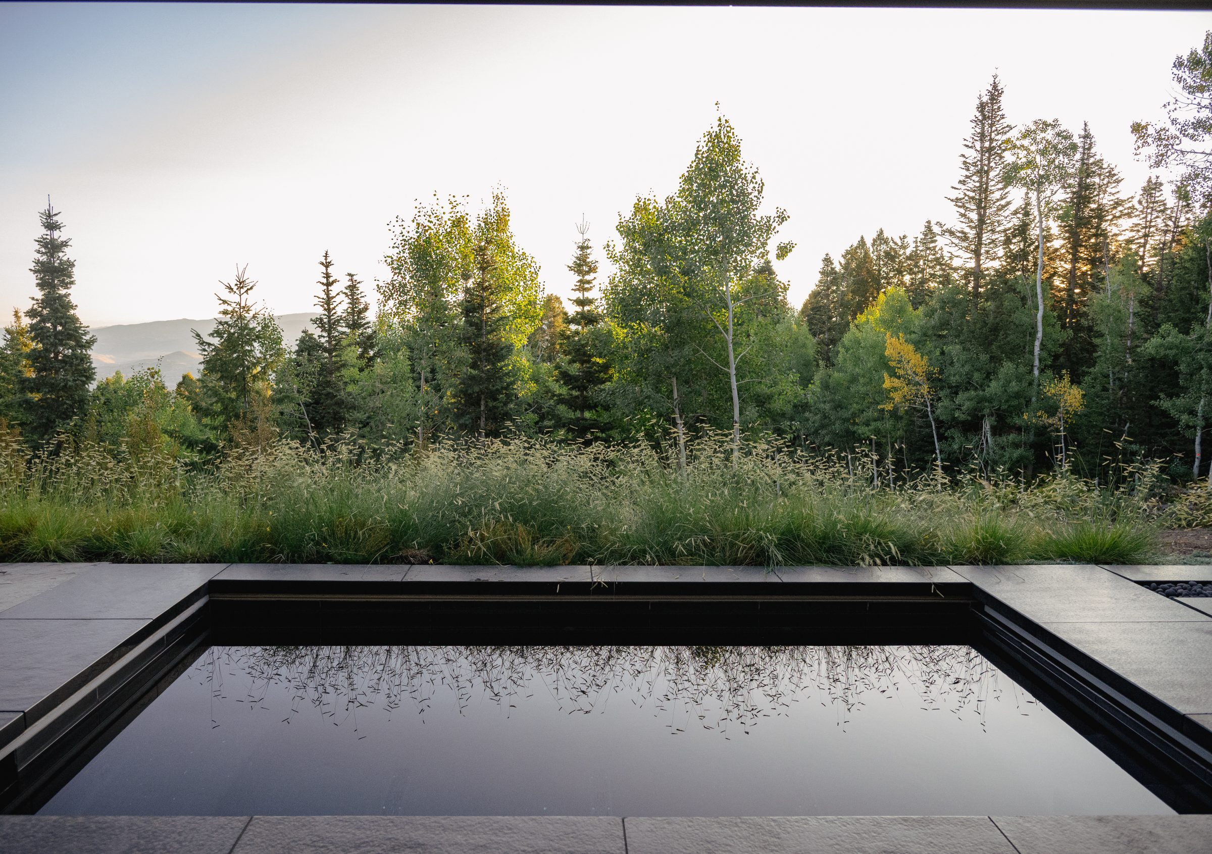 Forest view with reflective water pool
